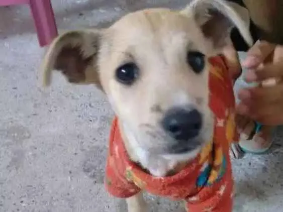 Cachorro ra a Vira-lata idade 2 a 6 meses nome Max