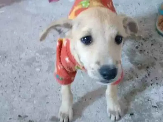 Cachorro ra a Vira-lata idade 2 a 6 meses nome Max
