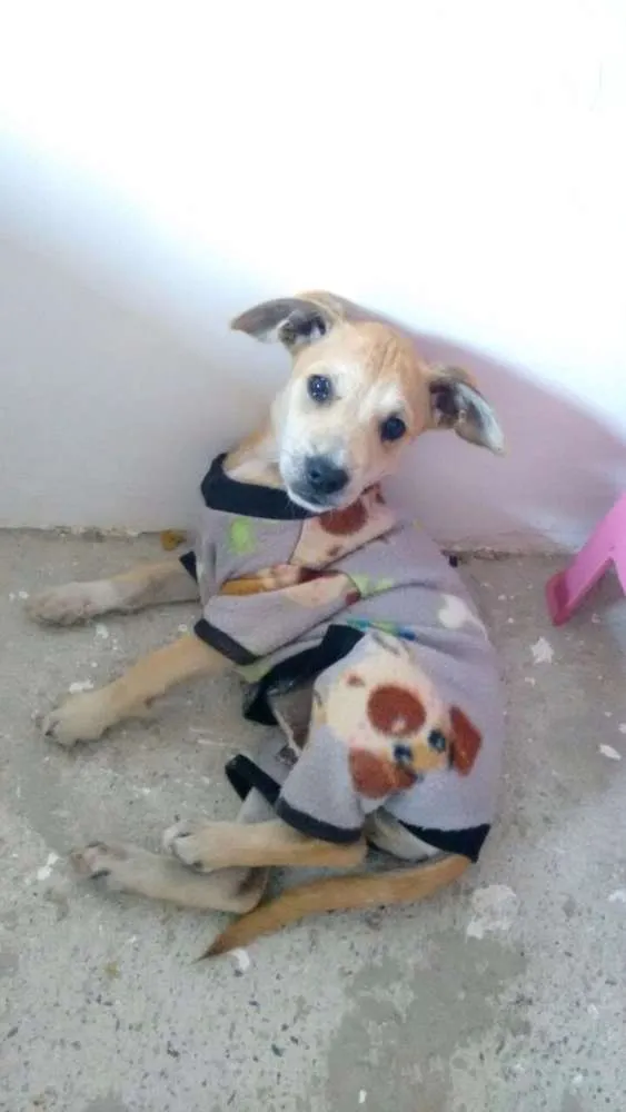 Cachorro ra a Vira-lata idade 2 a 6 meses nome Rex