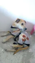 Rex