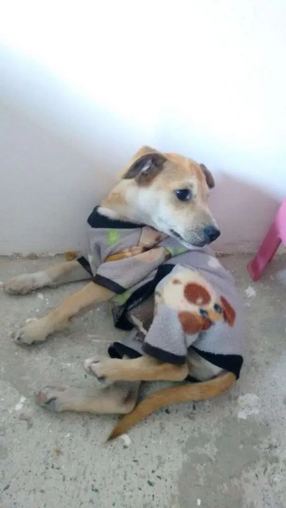 Cachorro ra a Vira-lata idade 2 a 6 meses nome Rex