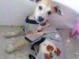 Rex