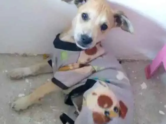 Cachorro ra a Vira-lata idade 2 a 6 meses nome Rex