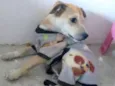 Rex