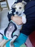 Rex