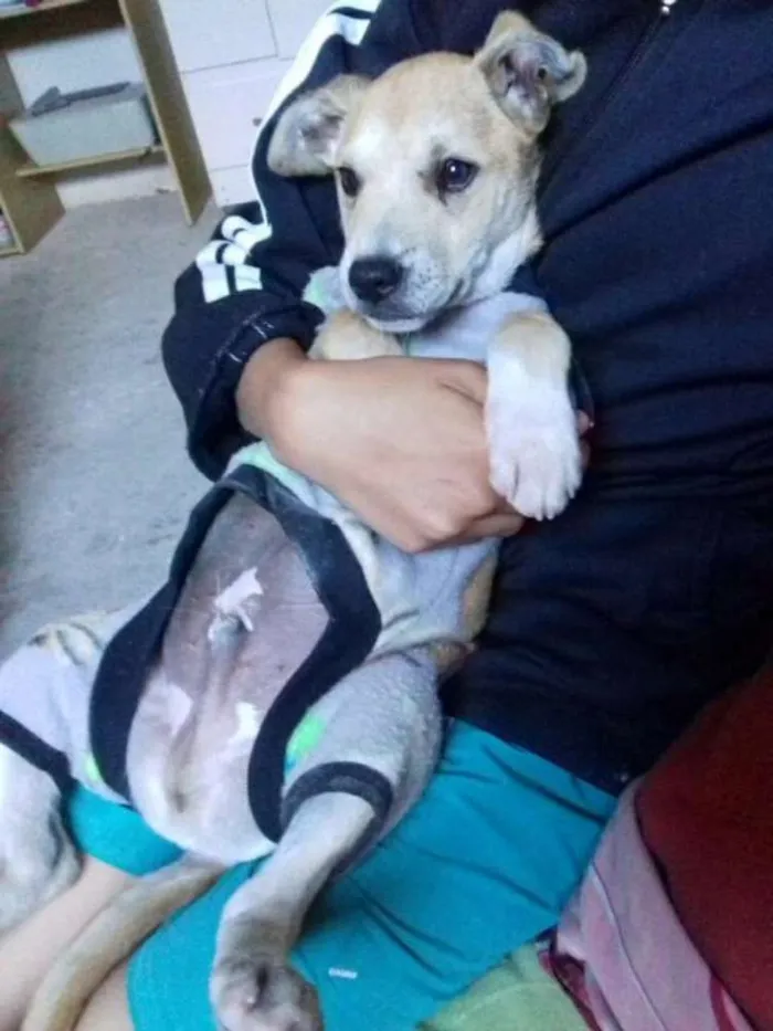 Cachorro ra a Vira-lata idade 2 a 6 meses nome Rex