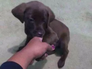 Cachorro raça Labrador idade 2 a 6 meses nome Thor