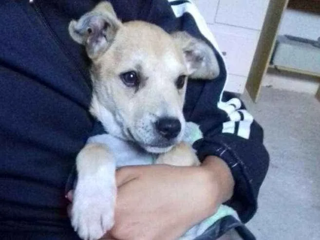 Cachorro ra a Vira-lata idade 2 a 6 meses nome Rex