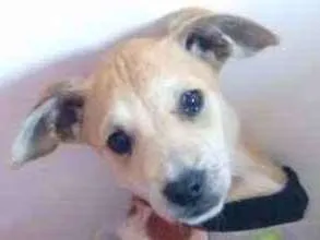 Cachorro ra a Vira-lata idade 2 a 6 meses nome Rex