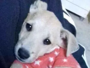 Cachorro raça Vira-lata idade 2 a 6 meses nome Max