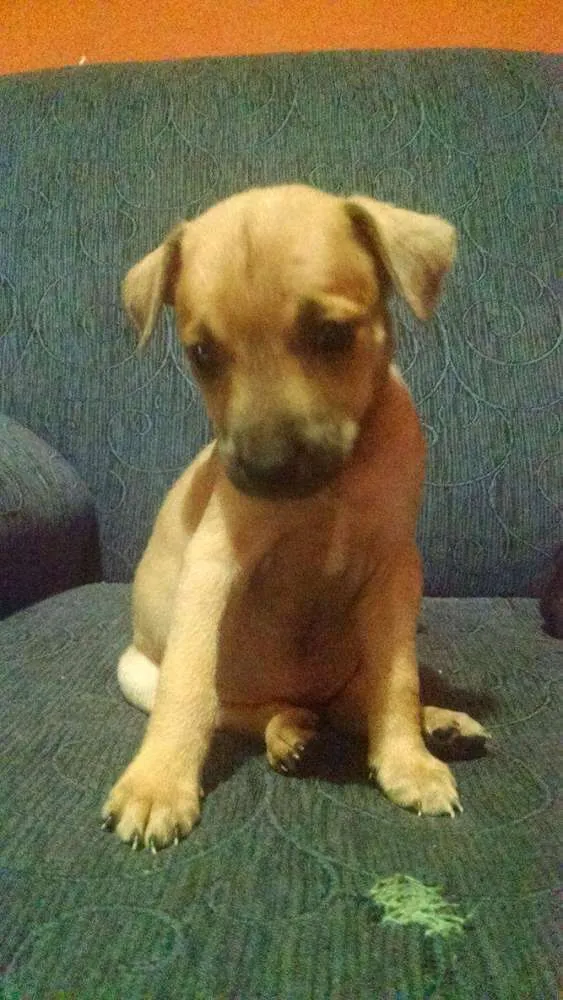 Cachorro ra a Não sei idade 2 a 6 meses nome Filhote 