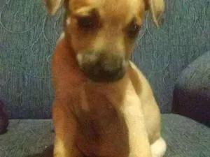 Cachorro raça Não sei idade 2 a 6 meses nome Filhote 