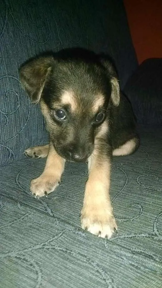 Cachorro ra a Não sei idade 2 a 6 meses nome Filhote 