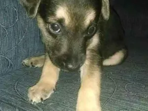 Cachorro raça Não sei idade 2 a 6 meses nome Filhote 