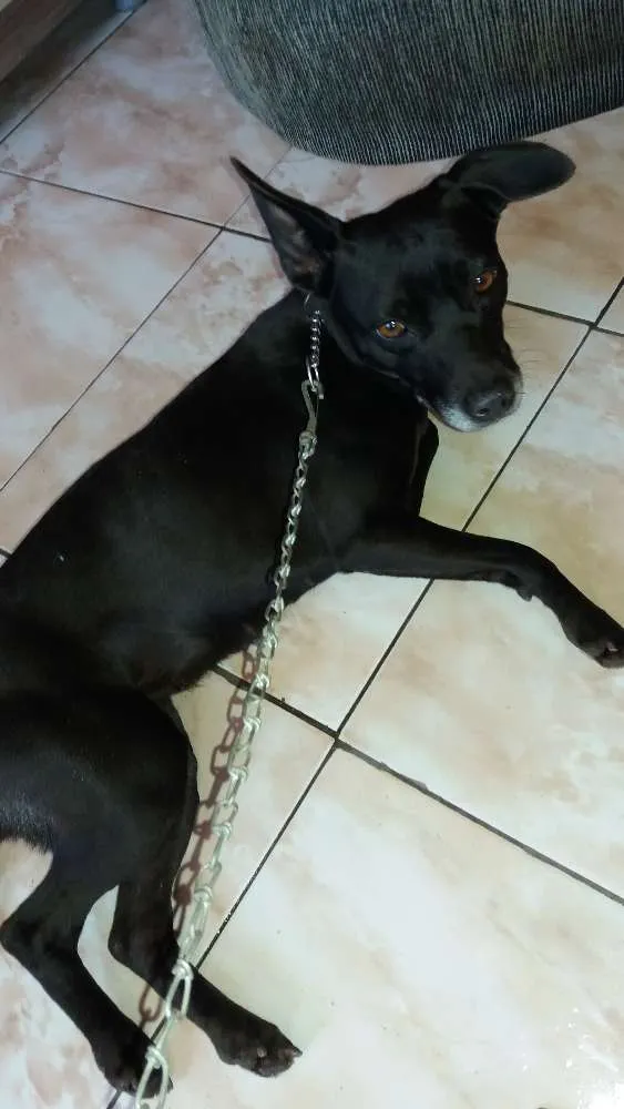 Cachorro ra a Mistura de Pit bul  idade 1 ano nome Neguinha 