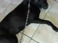 Neguinha 