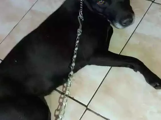 Cachorro ra a Mistura de Pit bul  idade 1 ano nome Neguinha 