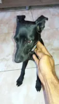 Filhote 