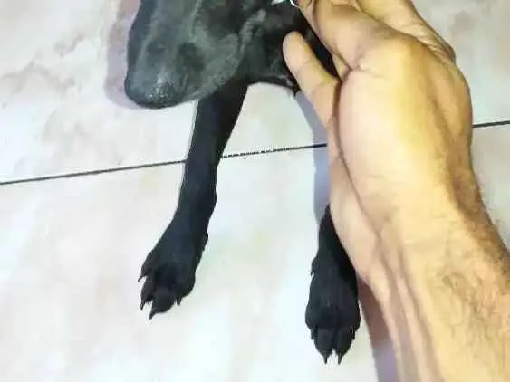 Cachorro ra a Não sei idade 2 a 6 meses nome Filhote 