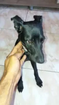 Filhote