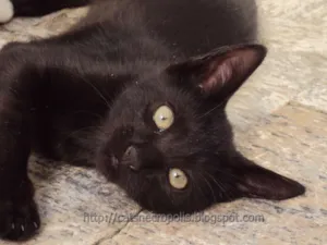 Gato raça srd idade 2 a 6 meses nome Musli