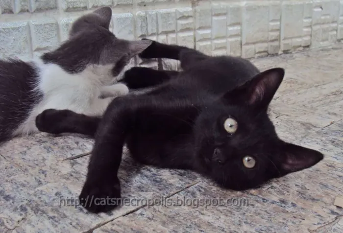 Gato ra a srd idade 2 a 6 meses nome Musli