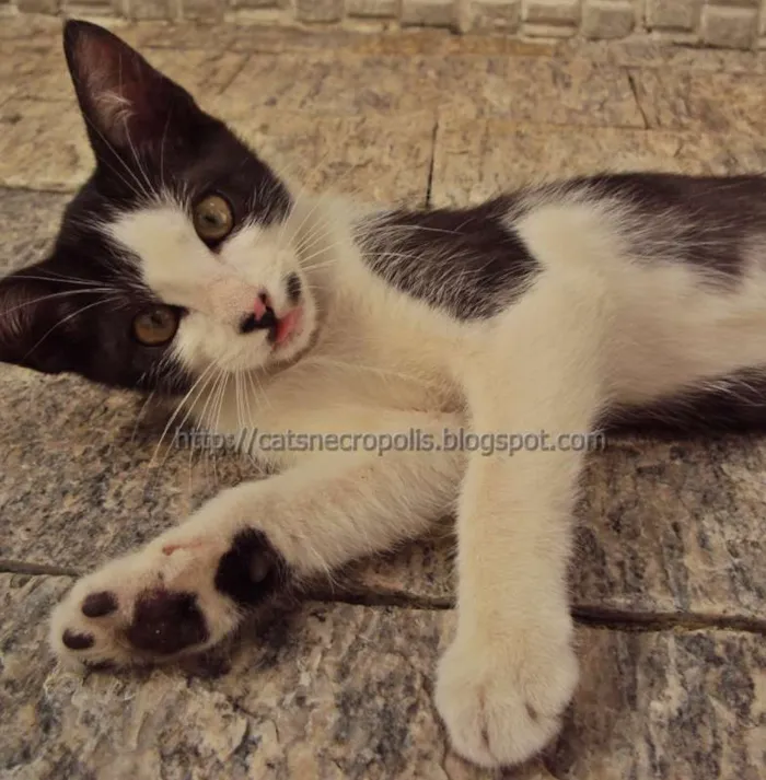 Gato ra a srd idade 2 a 6 meses nome Granola