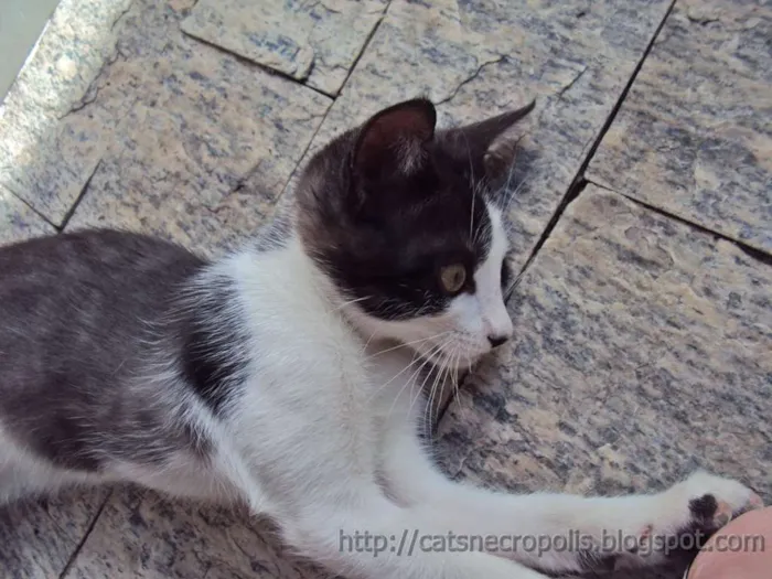 Gato ra a srd idade 2 a 6 meses nome Granola