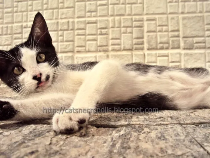 Gato ra a srd idade 2 a 6 meses nome Granola