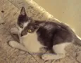 Krispie