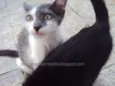 Krispie
