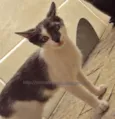 Krispie