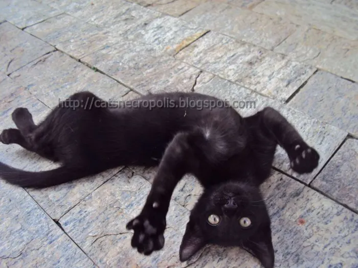Gato ra a srd idade 2 a 6 meses nome Musli