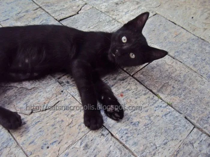 Gato ra a srd idade 2 a 6 meses nome Musli