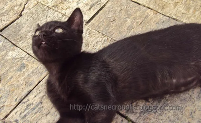 Gato ra a srd idade 2 a 6 meses nome Musli