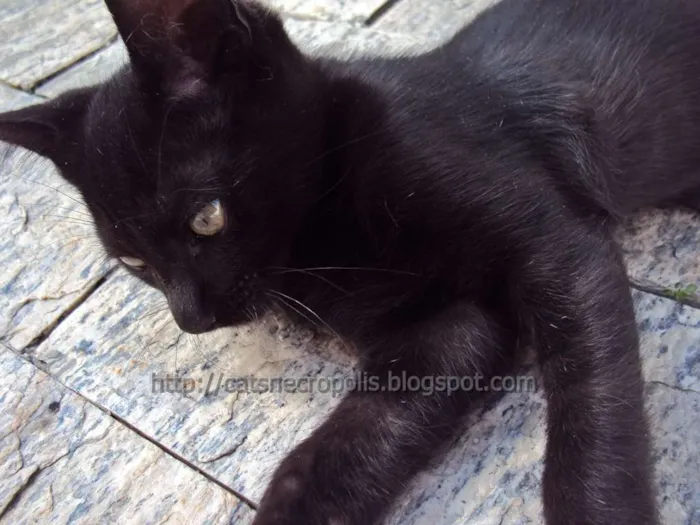 Gato ra a srd idade 2 a 6 meses nome Musli