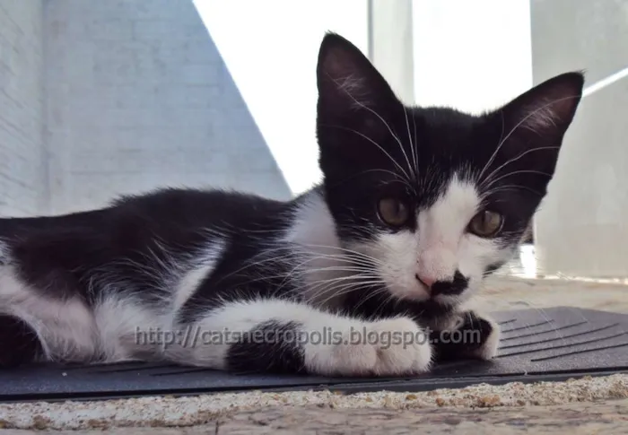 Gato ra a srd idade 2 a 6 meses nome Chia