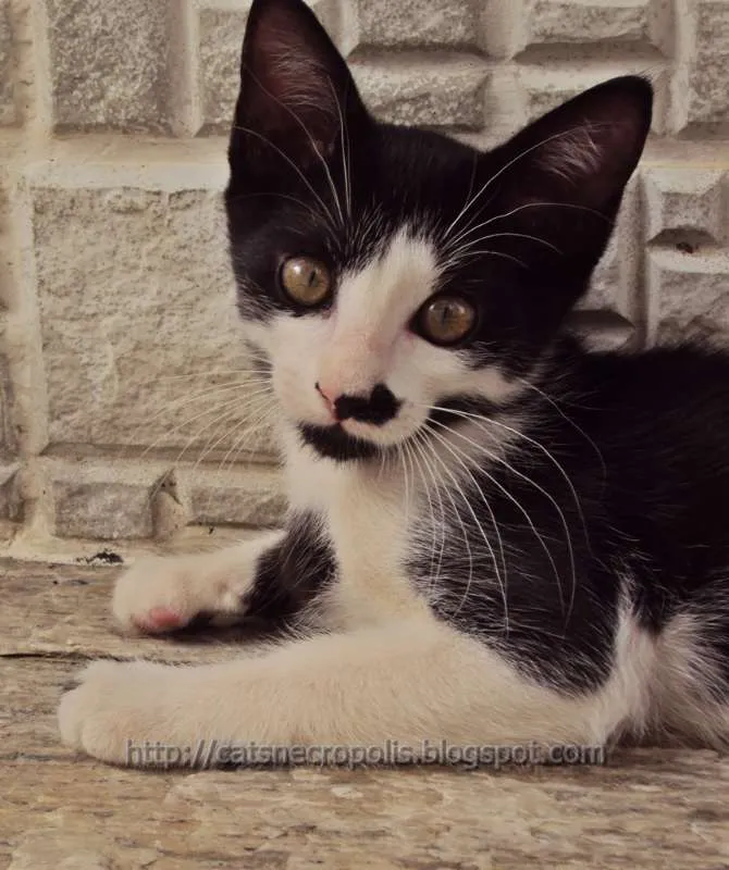 Gato ra a srd idade 2 a 6 meses nome Chia