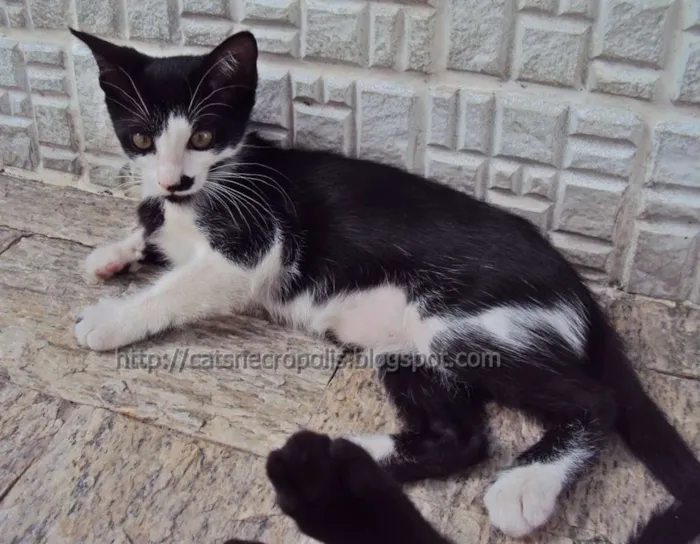 Gato ra a srd idade 2 a 6 meses nome Chia
