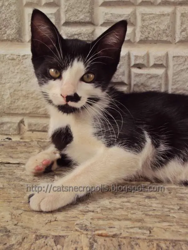 Gato ra a srd idade 2 a 6 meses nome Chia