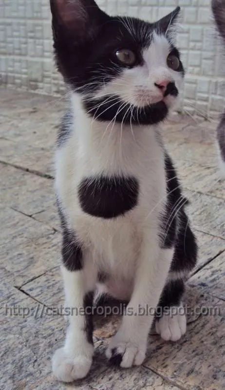 Gato ra a srd idade 2 a 6 meses nome Chia