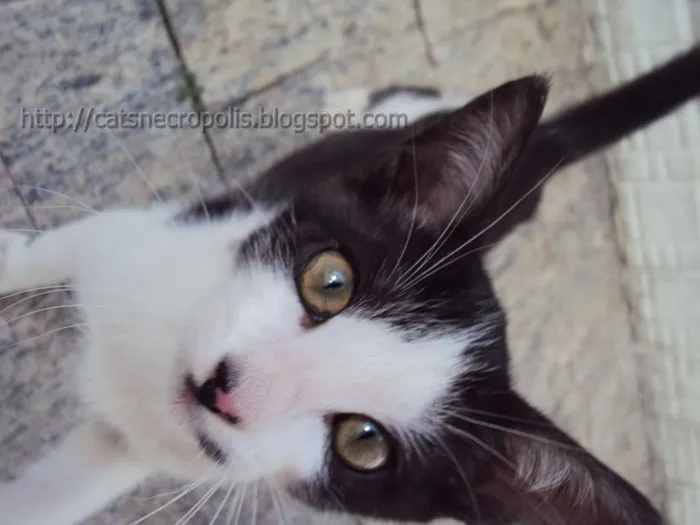 Gato ra a srd idade 2 a 6 meses nome Granola