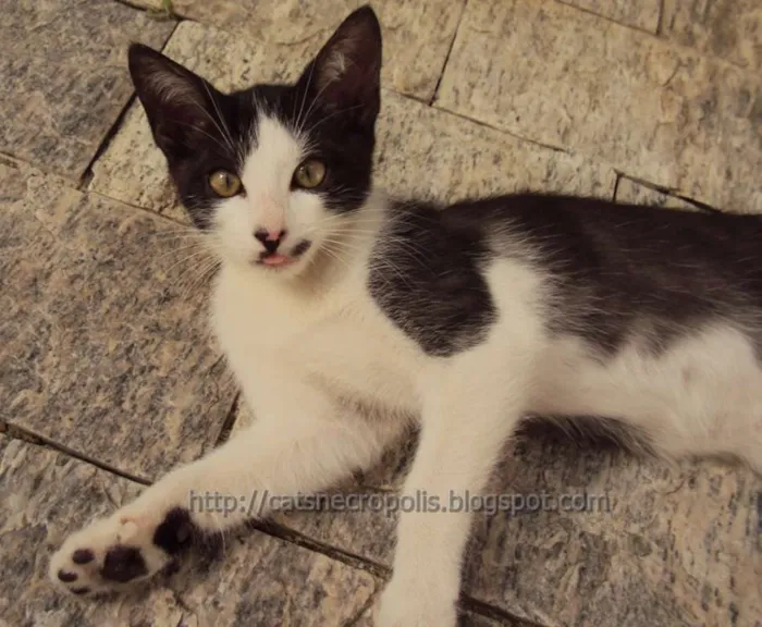 Gato ra a srd idade 2 a 6 meses nome Granola