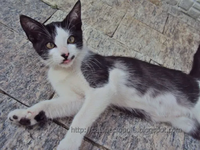 Gato ra a srd idade 2 a 6 meses nome Granola