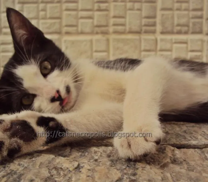 Gato ra a srd idade 2 a 6 meses nome Granola