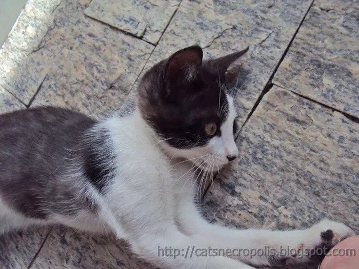 Gato ra a srd idade 2 a 6 meses nome Granola