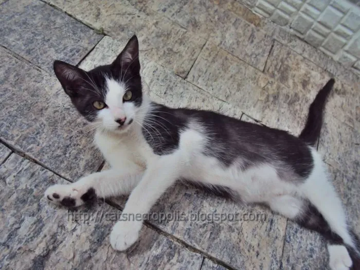 Gato ra a srd idade 2 a 6 meses nome Granola