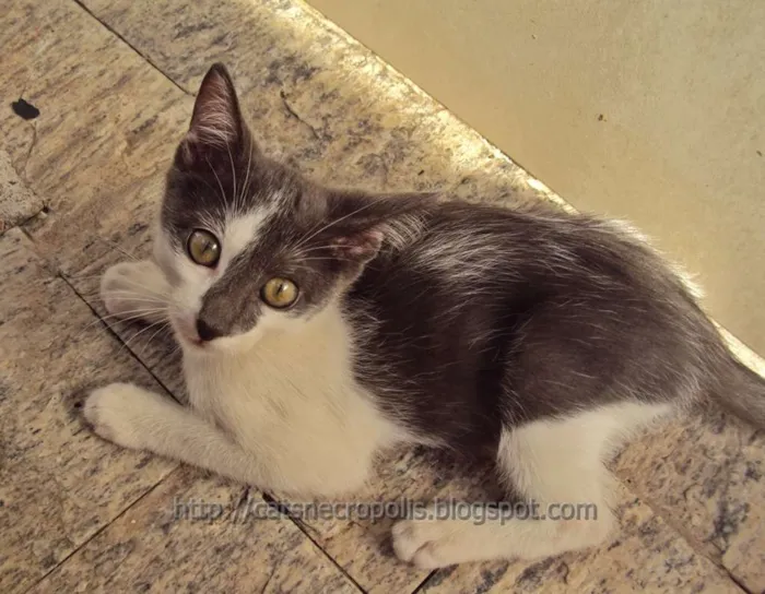 Gato ra a srd idade 2 a 6 meses nome Krispie
