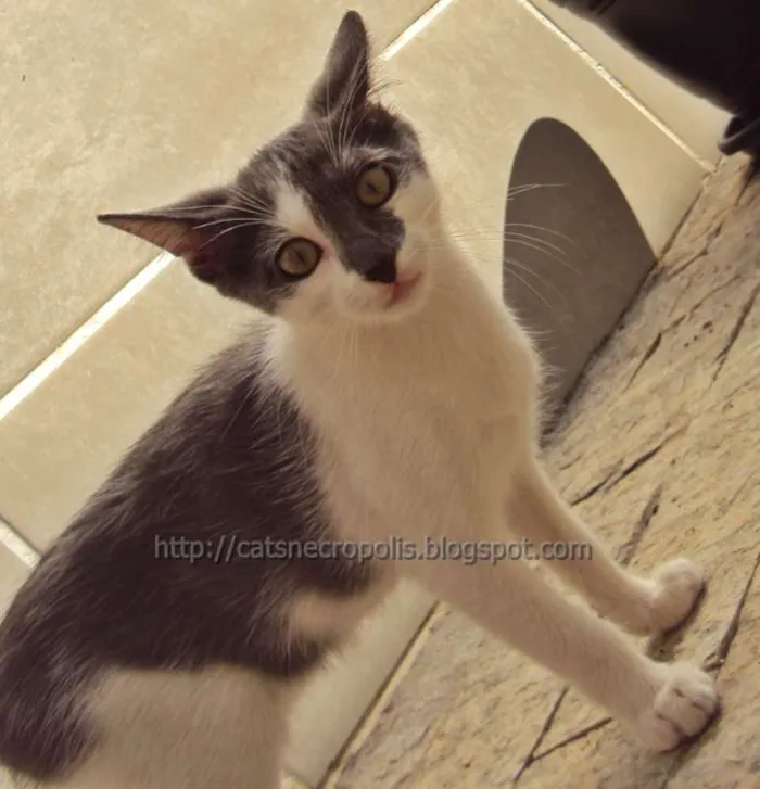Gato ra a srd idade 2 a 6 meses nome Krispie