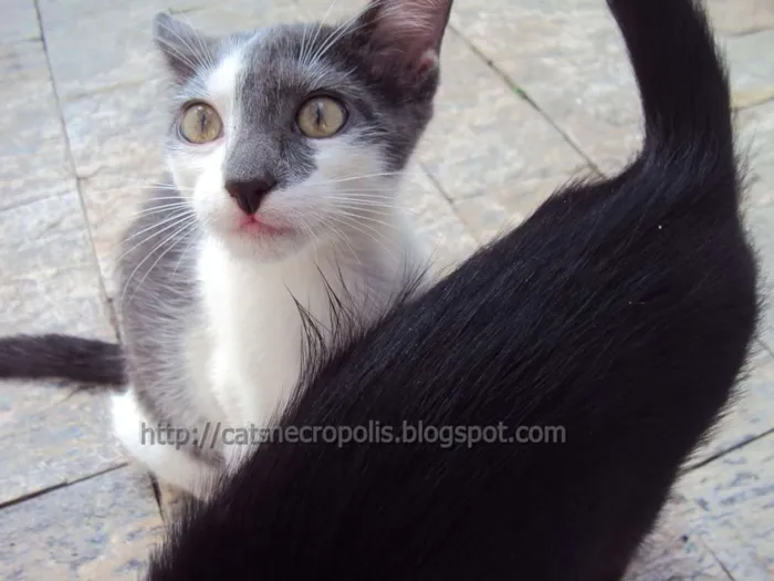 Gato ra a srd idade 2 a 6 meses nome Krispie